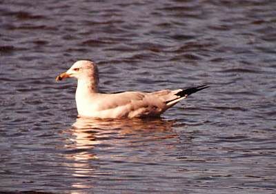 Ring-billed Gull