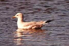 Ring-billed Gull