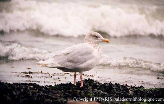 Glaucous Gull