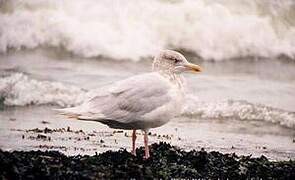 Glaucous Gull