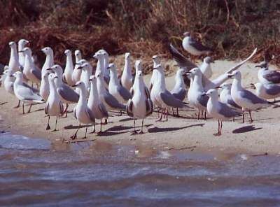 Slender-billed Gull