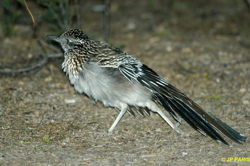 Greater Roadrunner