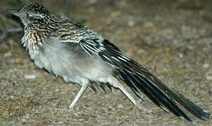 Greater Roadrunner