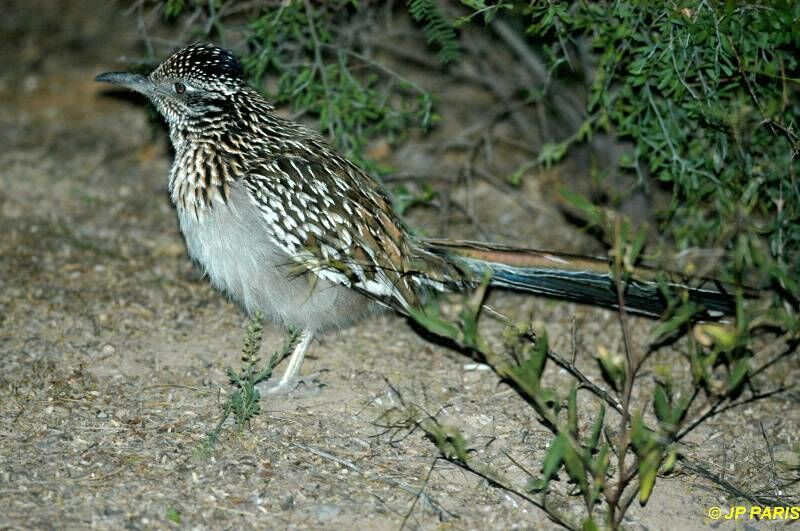 Greater Roadrunner