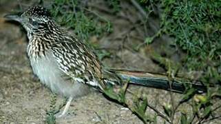 Greater Roadrunner