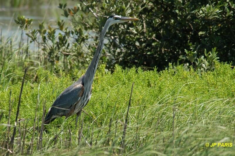 Great Blue Heron