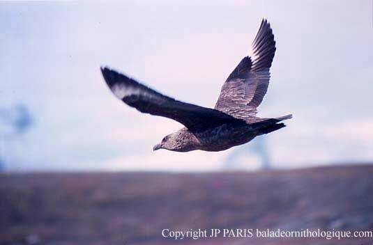 Great Skua