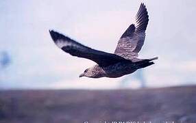 Great Skua