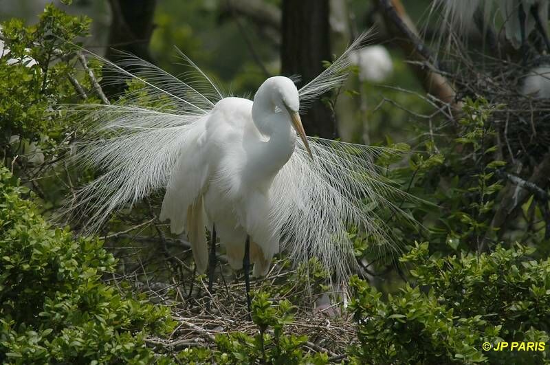 Grande Aigrette