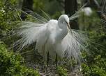 Grande Aigrette