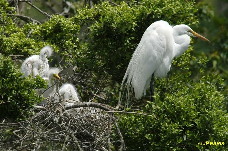 Grande Aigrette