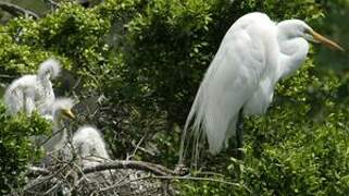 Grande Aigrette