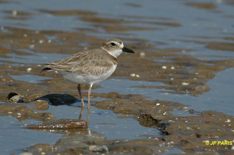 Wilson's Plover