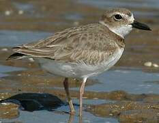 Wilson's Plover