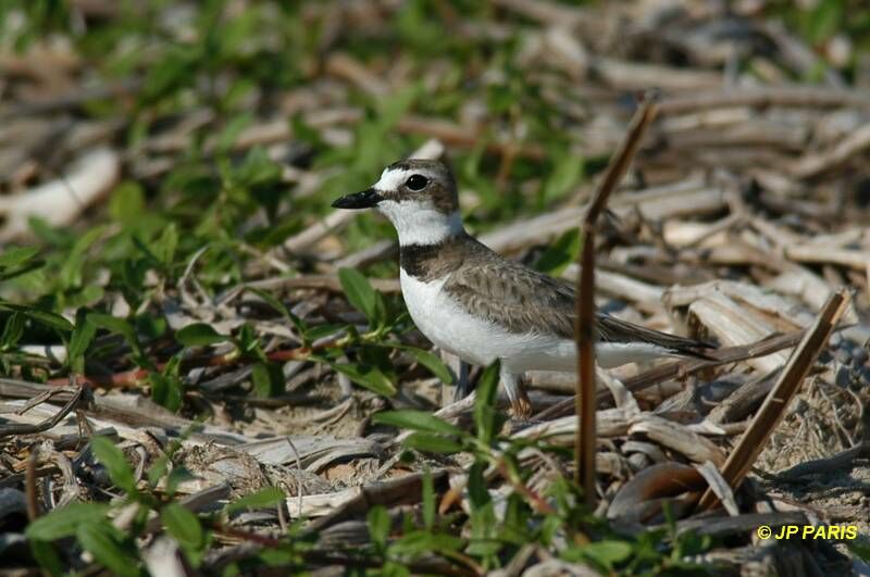 Wilson's Plover