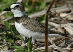 Wilson's Plover