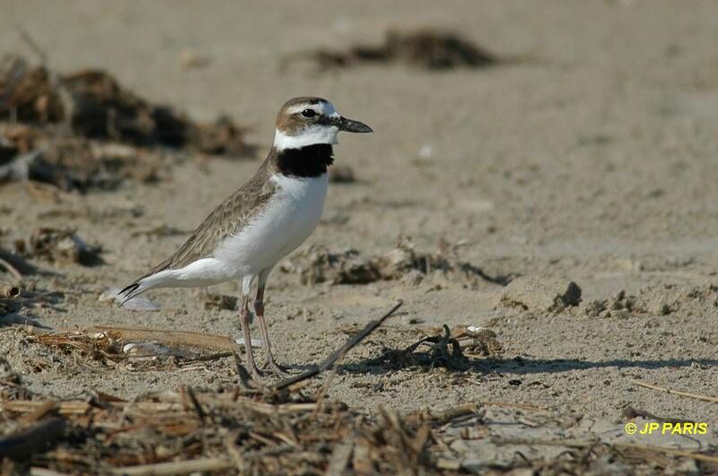 Wilson's Plover