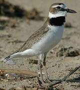 Wilson's Plover