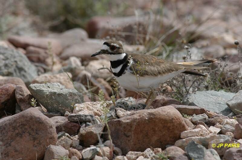 Killdeer