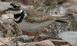 Killdeer