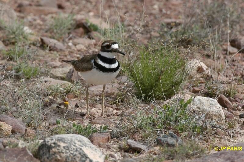 Killdeer