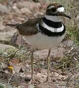 Killdeer