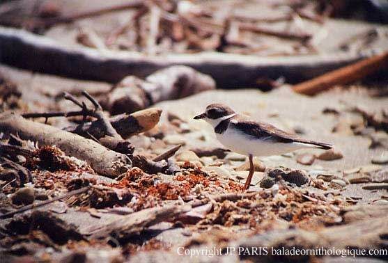 Semipalmated Plover