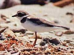 Semipalmated Plover