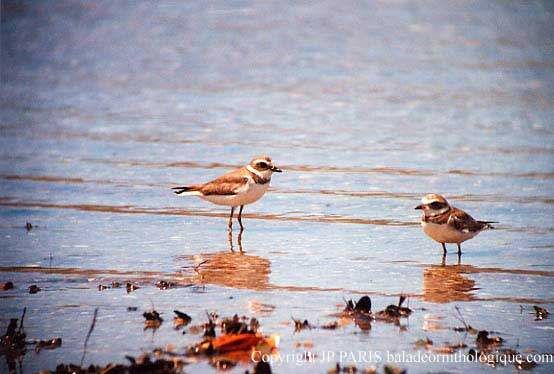 Semipalmated Plover