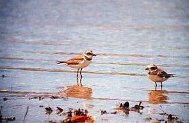 Semipalmated Plover