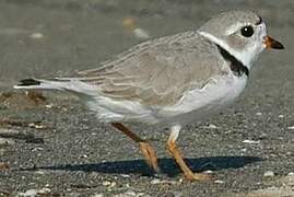 Piping Plover