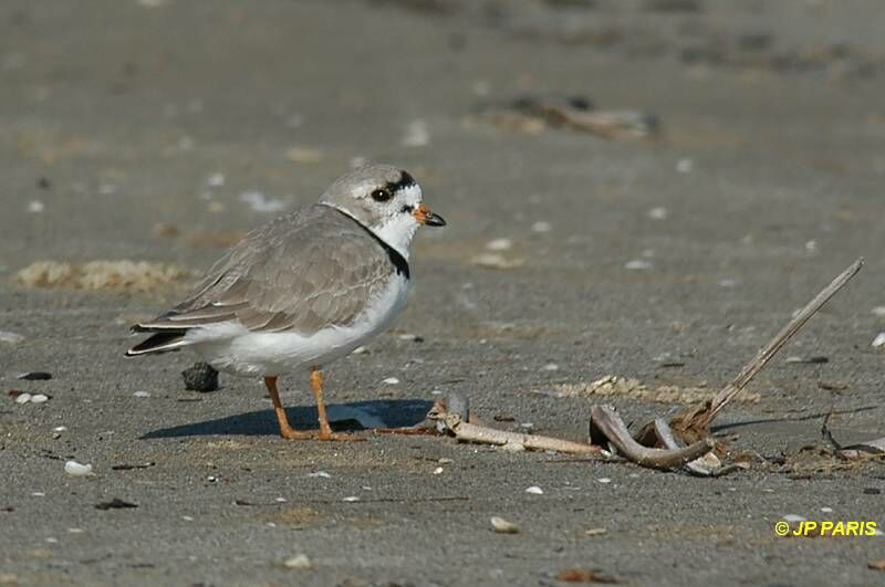 Piping Plover