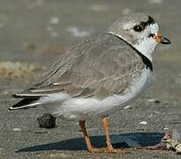 Piping Plover