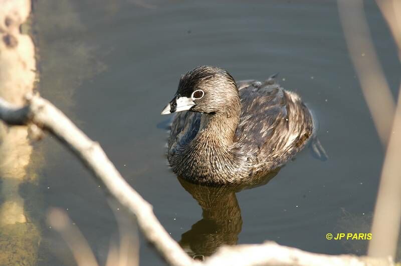 Pied-billed Grebe