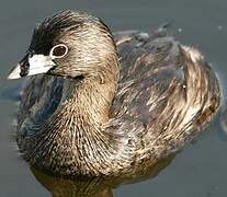 Pied-billed Grebe