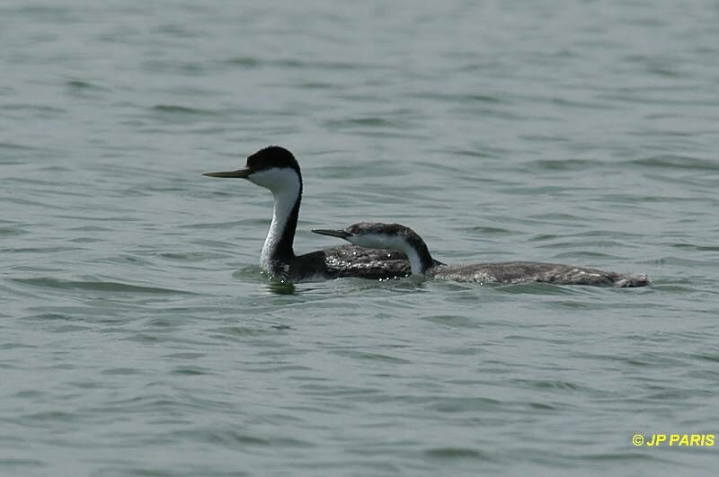 Western Grebe