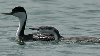 Western Grebe