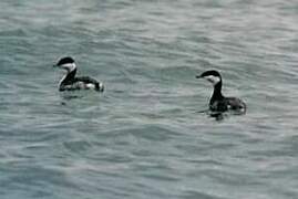 Horned Grebe