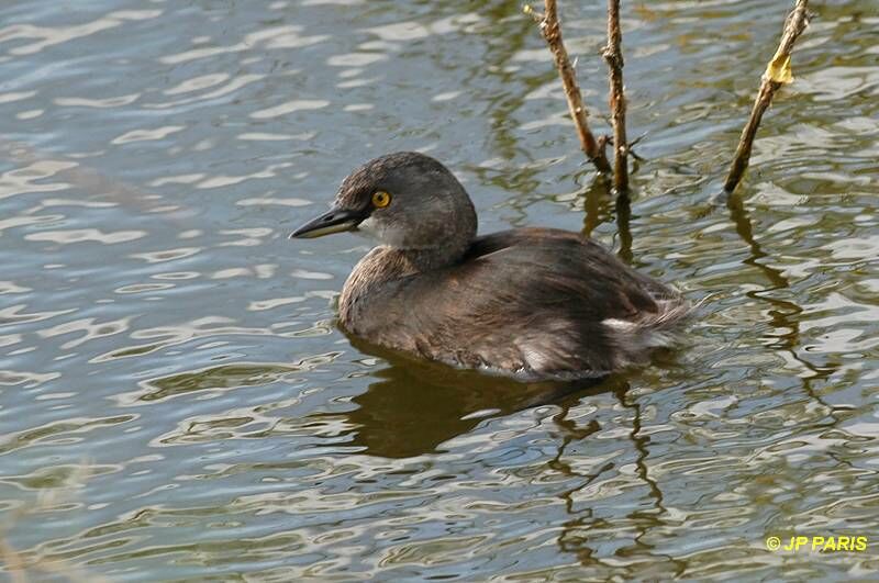 Least Grebe