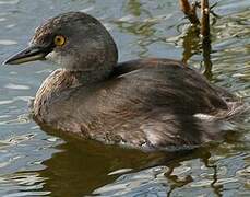 Least Grebe