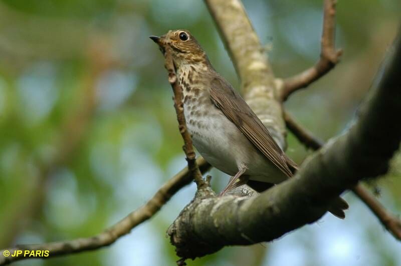 Swainson's Thrush