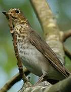 Swainson's Thrush