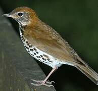 Wood Thrush