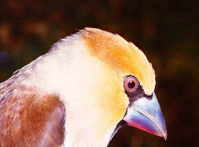 Hawfinch