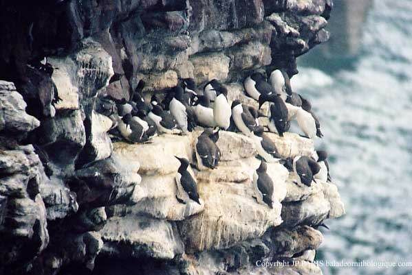 Guillemot de Troïl