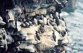 Guillemot de Troïl