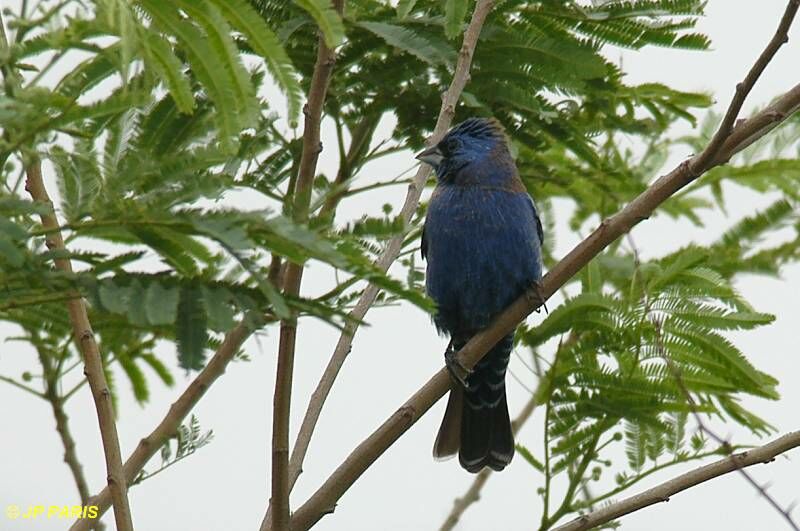 Guiraca bleu