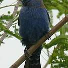 Guiraca bleu