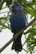 Blue Grosbeak