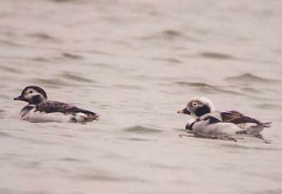 Long-tailed Duck